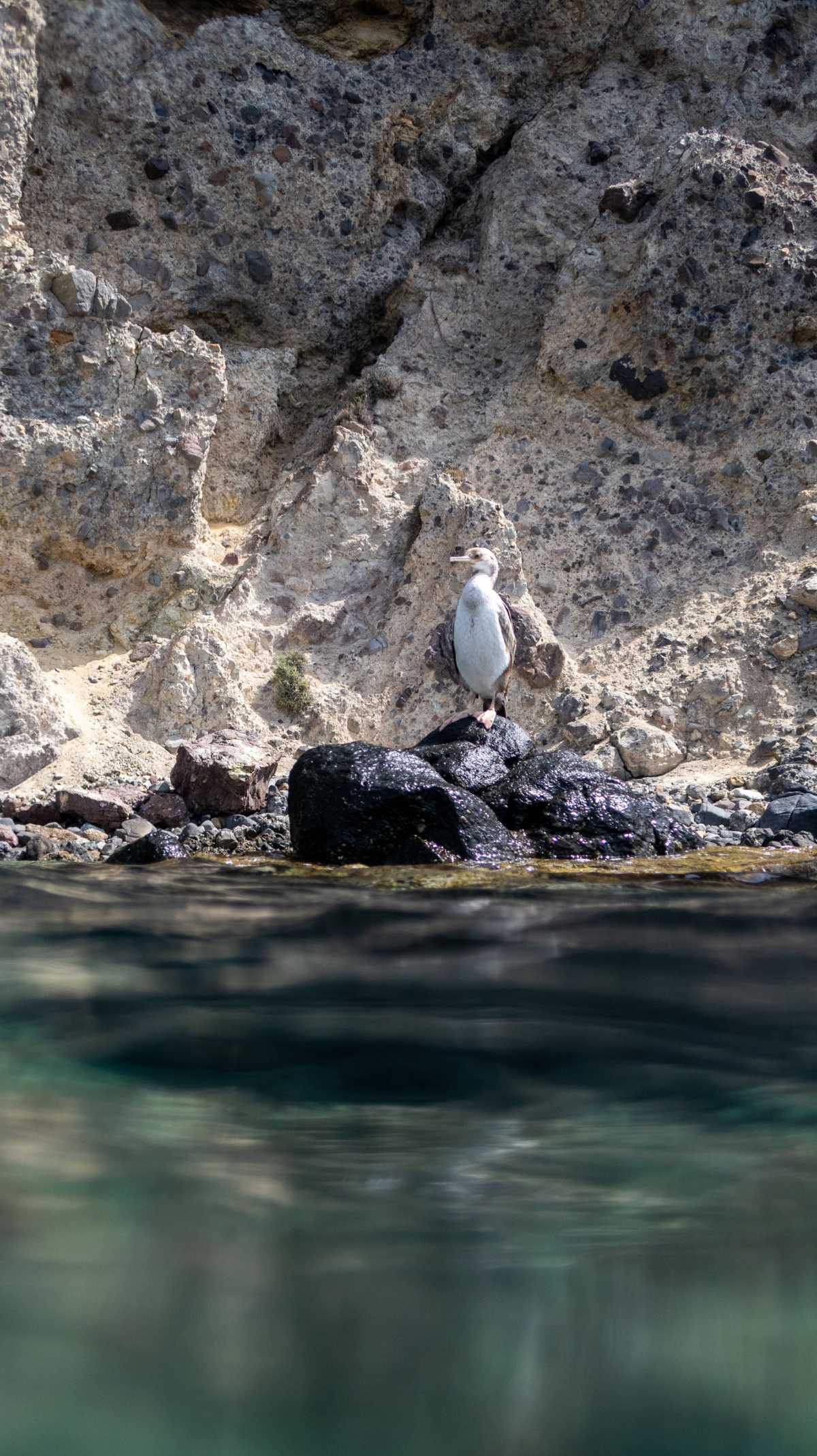 OMODA & JAECOO COMPARTE SU COMPROMISO SOBRE LA CONSERVACIÓN DE LA POSIDONIA OCEANICA CON SUS CLIENTES