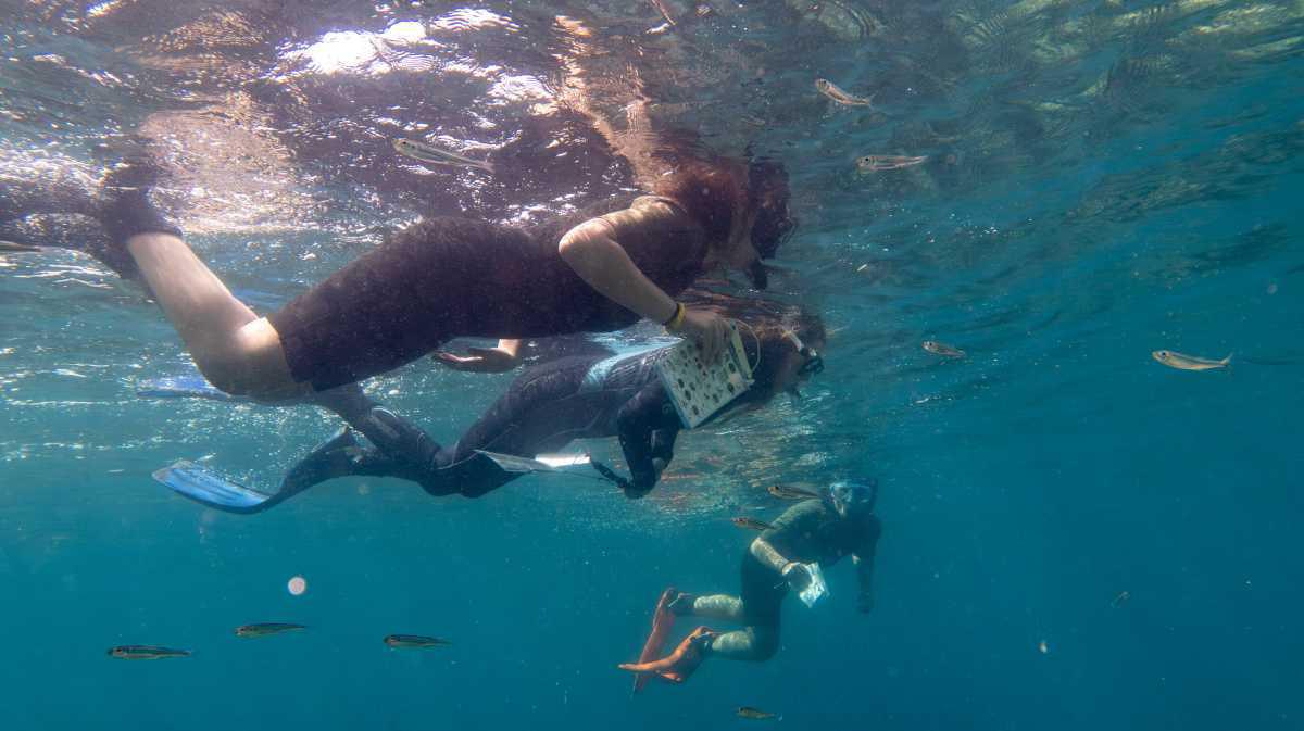 OMODA & JAECOO COMPARTE SU COMPROMISO SOBRE LA CONSERVACIÓN DE LA POSIDONIA OCEANICA CON SUS CLIENTES