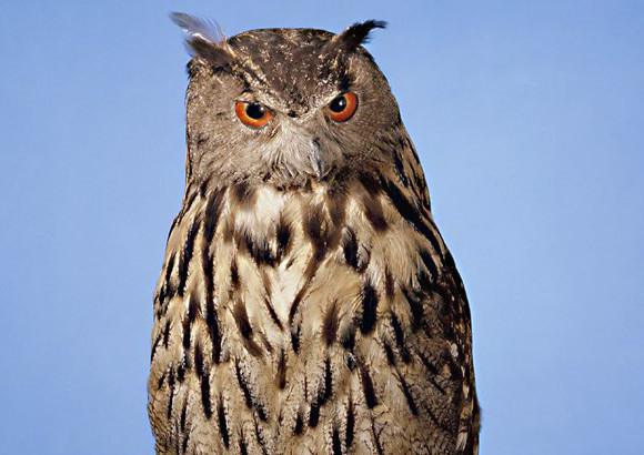 Museo Ornitologico - Ornithological Museum Museo Ornitologico - Ornithological Museum