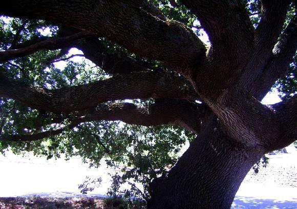 Beni Naturalistici - Natural Heritage