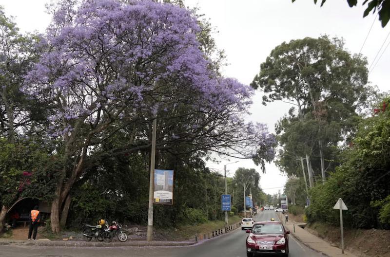 Une journée de plantation d'arbres fériée surprise au Kenya