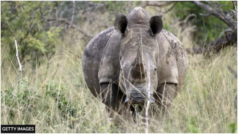 Le braconnage des rhinocéros est en hausse en Afrique du Sud, avec une augmentation significative des massacres dans le parc Hluhluwe-iMfolozi, dans la province du KwaZulu-Natal. L'année dernière, 307 rhinocéros en voie de disparition ont été t