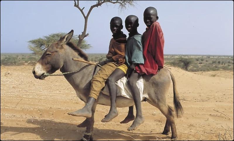 Épidémie d'abattages d'ânes : L'Afrique se dressent contre le trafic de peaux pour la médecine chinoise