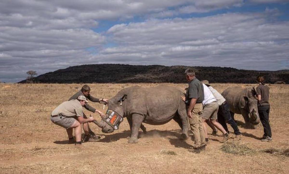 L'arme secrète de l'Afrique du Sud contre le braconnage des rhinocéros : des cornes radioactives