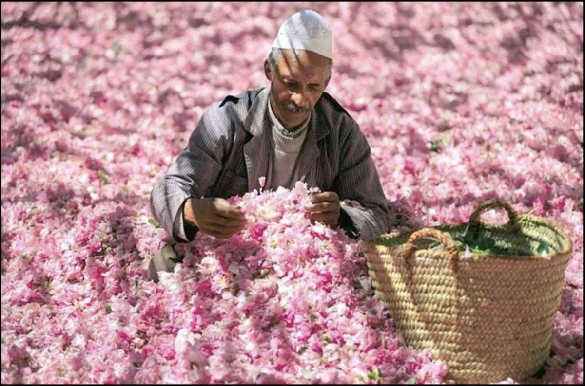 Kelâat M’Gouna fête la 60ème édition du salon international de la rose à parfum