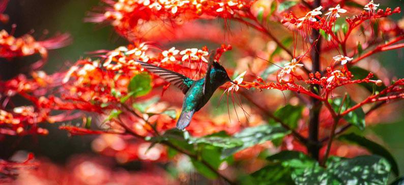 Colibri - village de Deshaies - © Guillaume Aricique