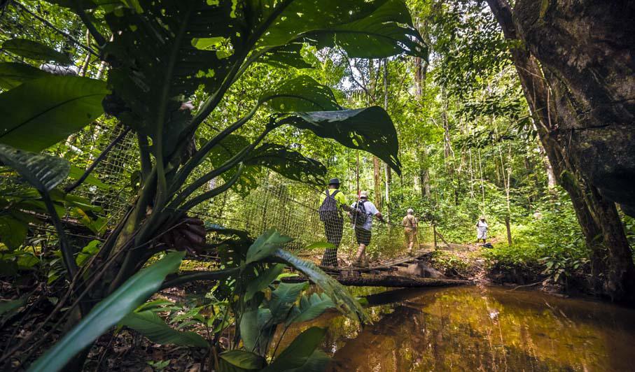 Randonnée en forêt - © A.Brusini/CTGuyane