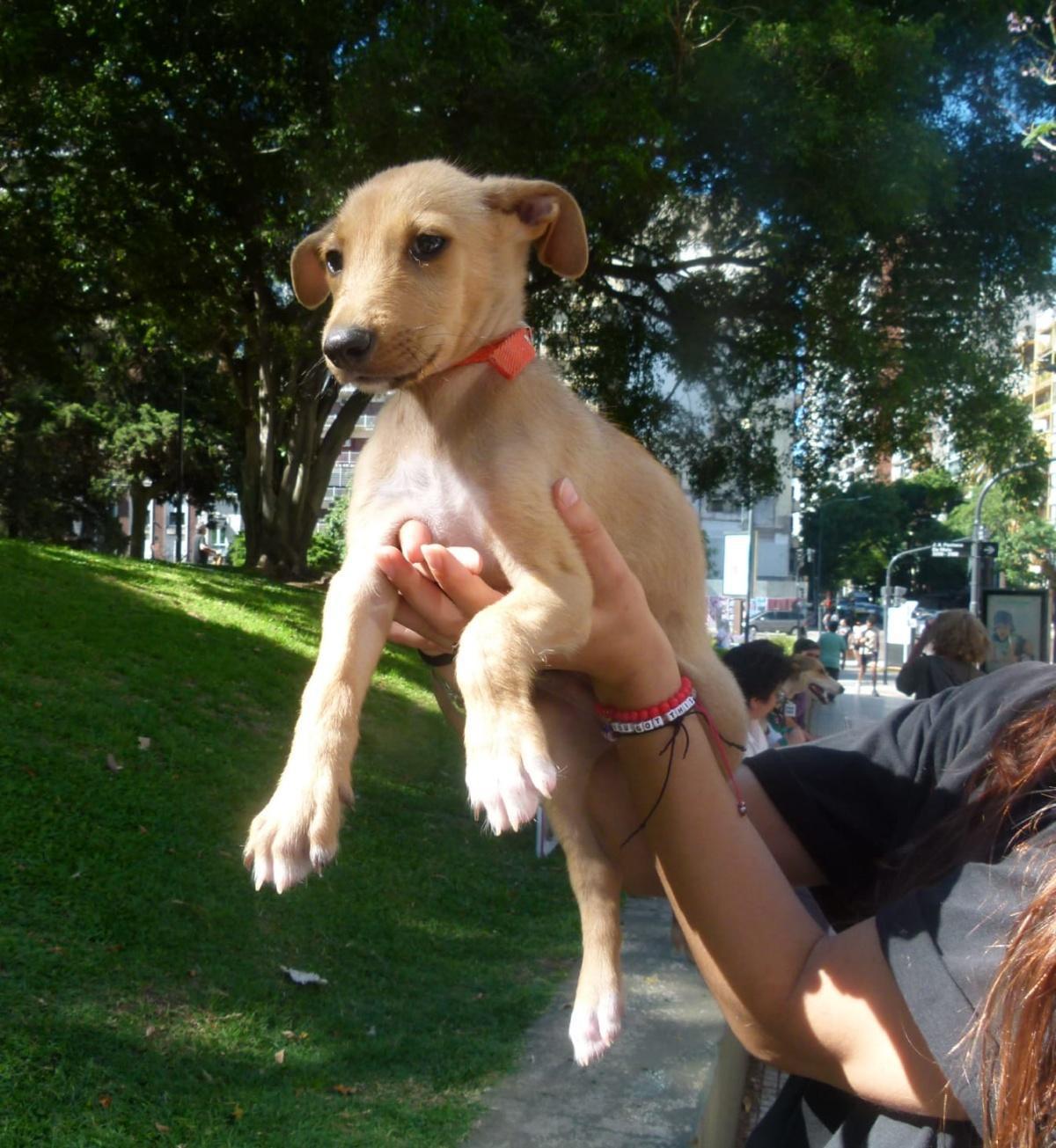 CACHORROS