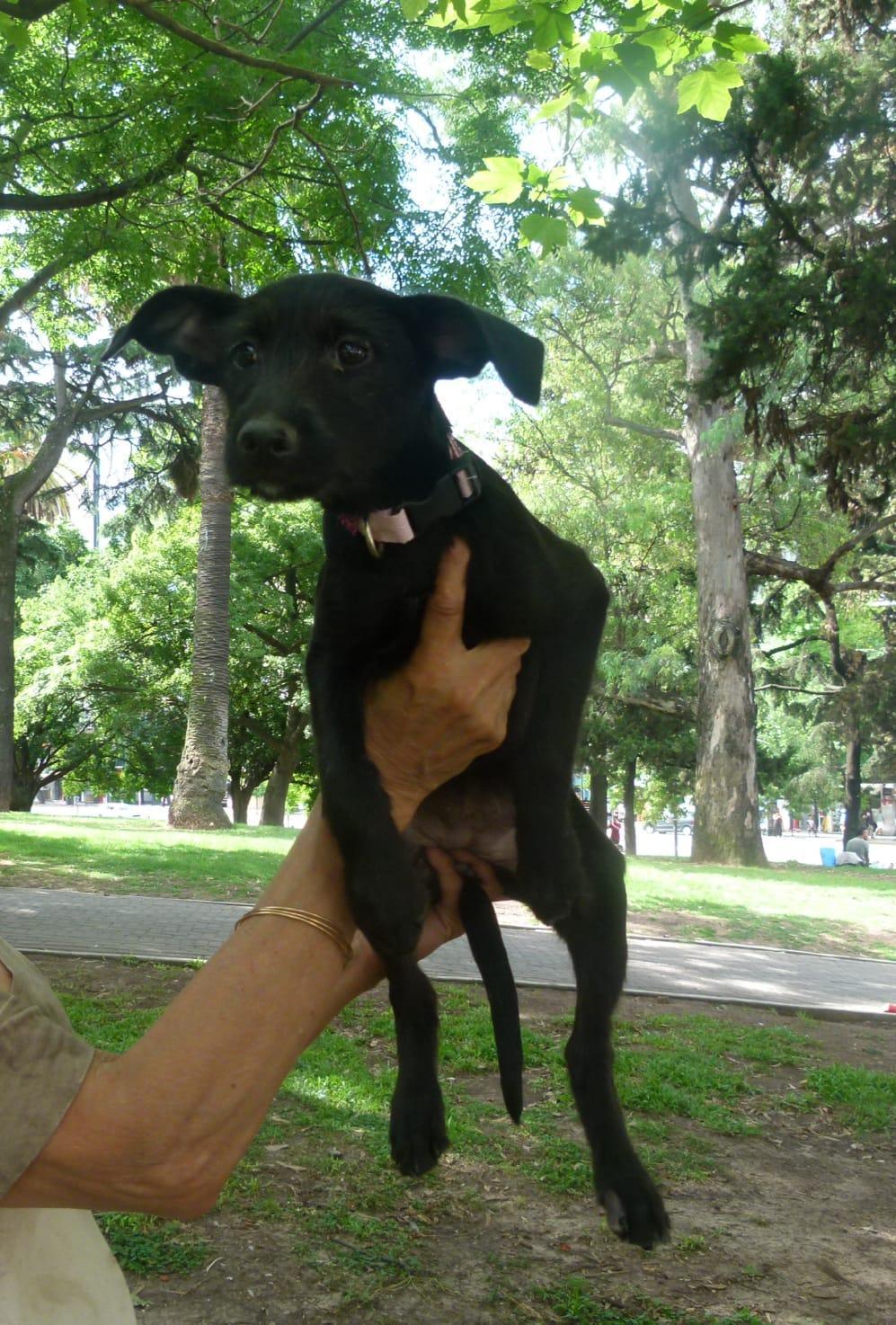 CACHORROS