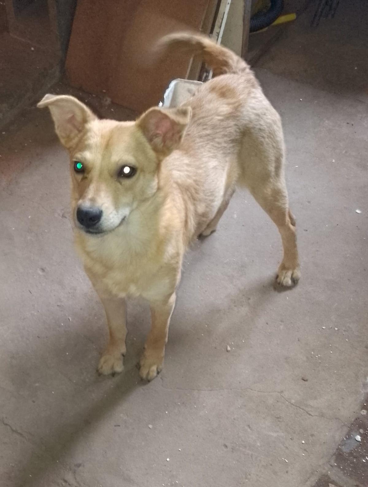 PERLA