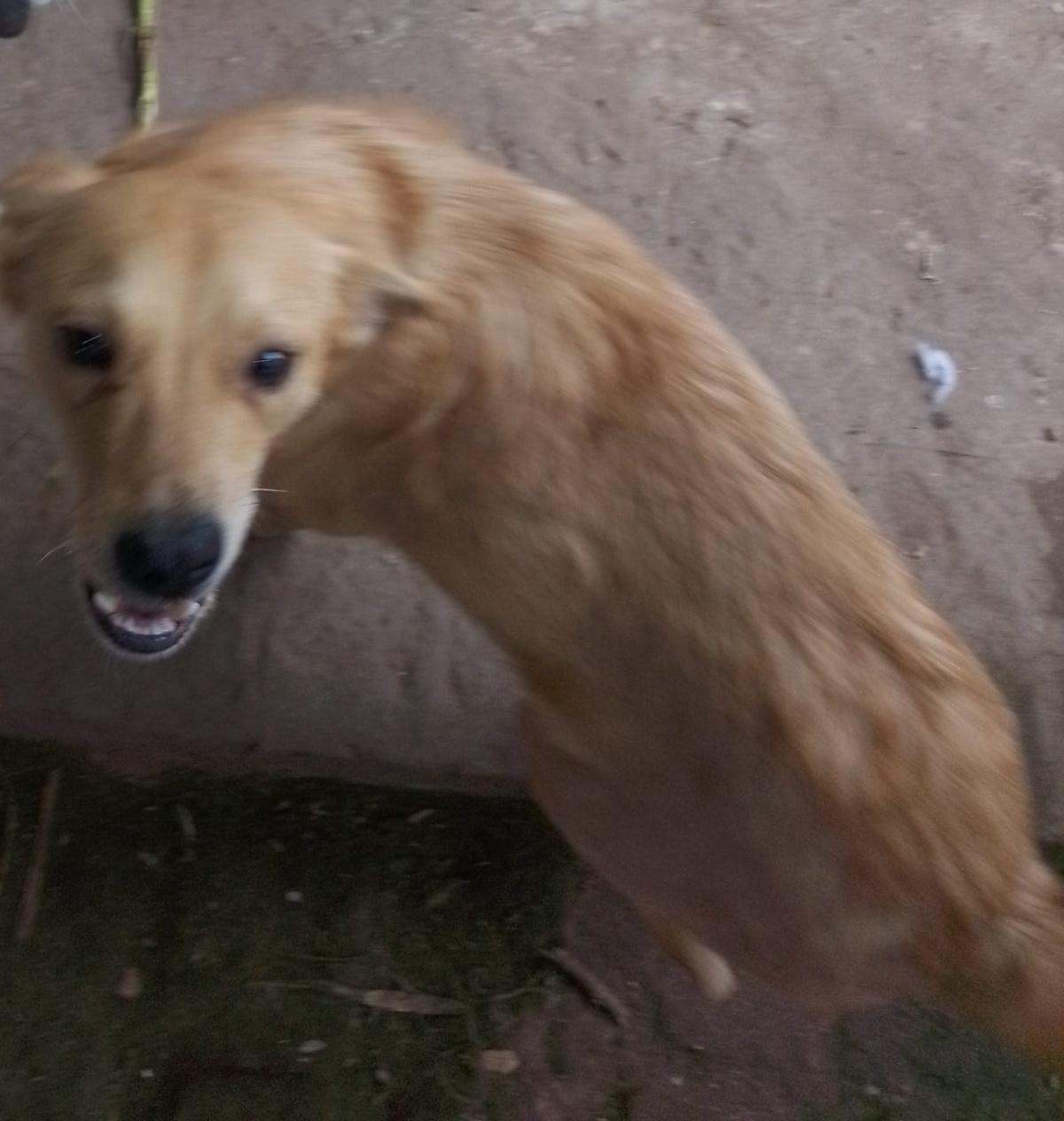 PERLA