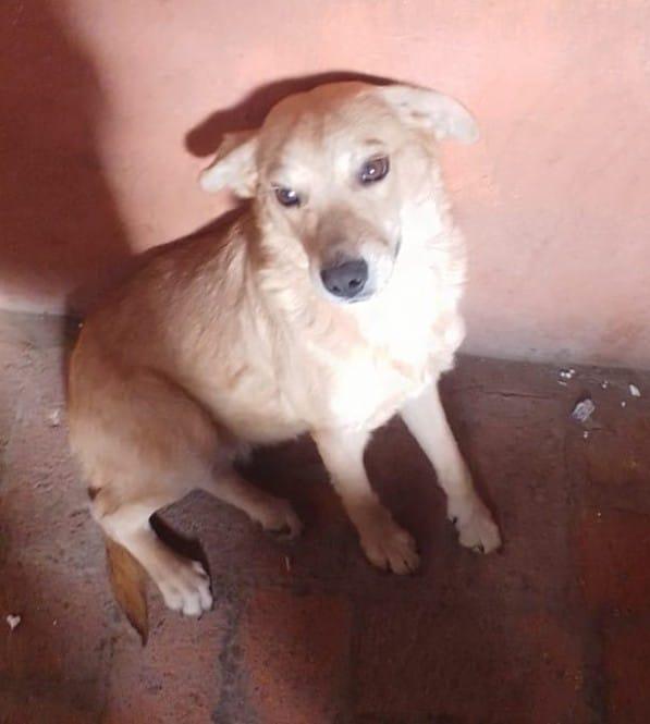 PERLA