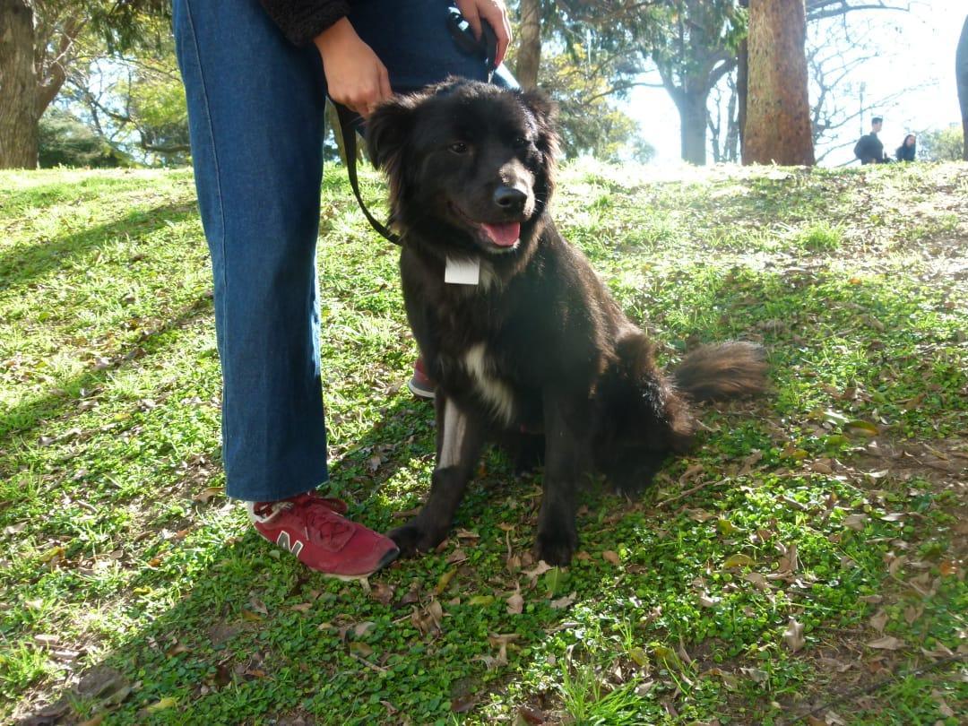 MERLIN