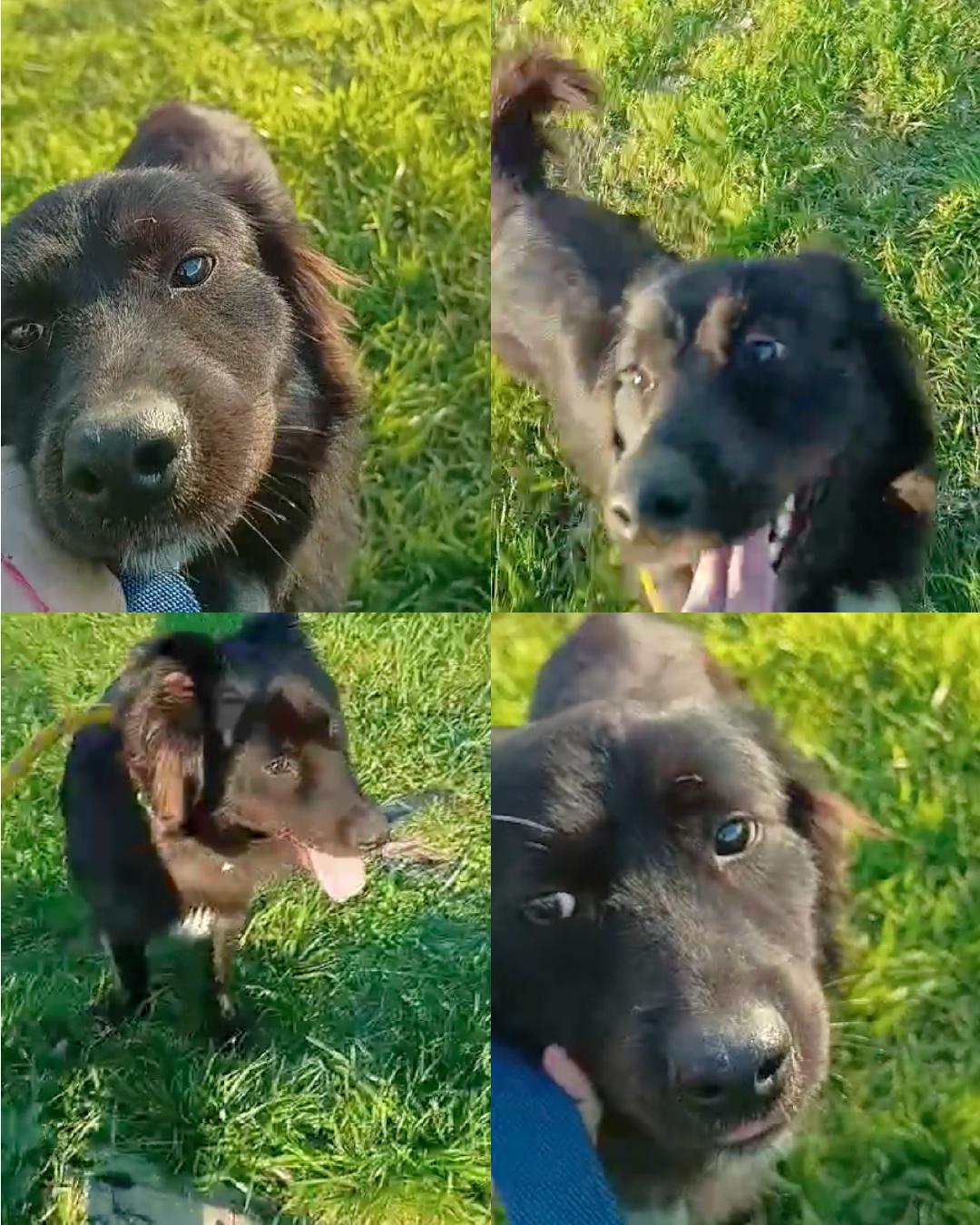 MERLIN