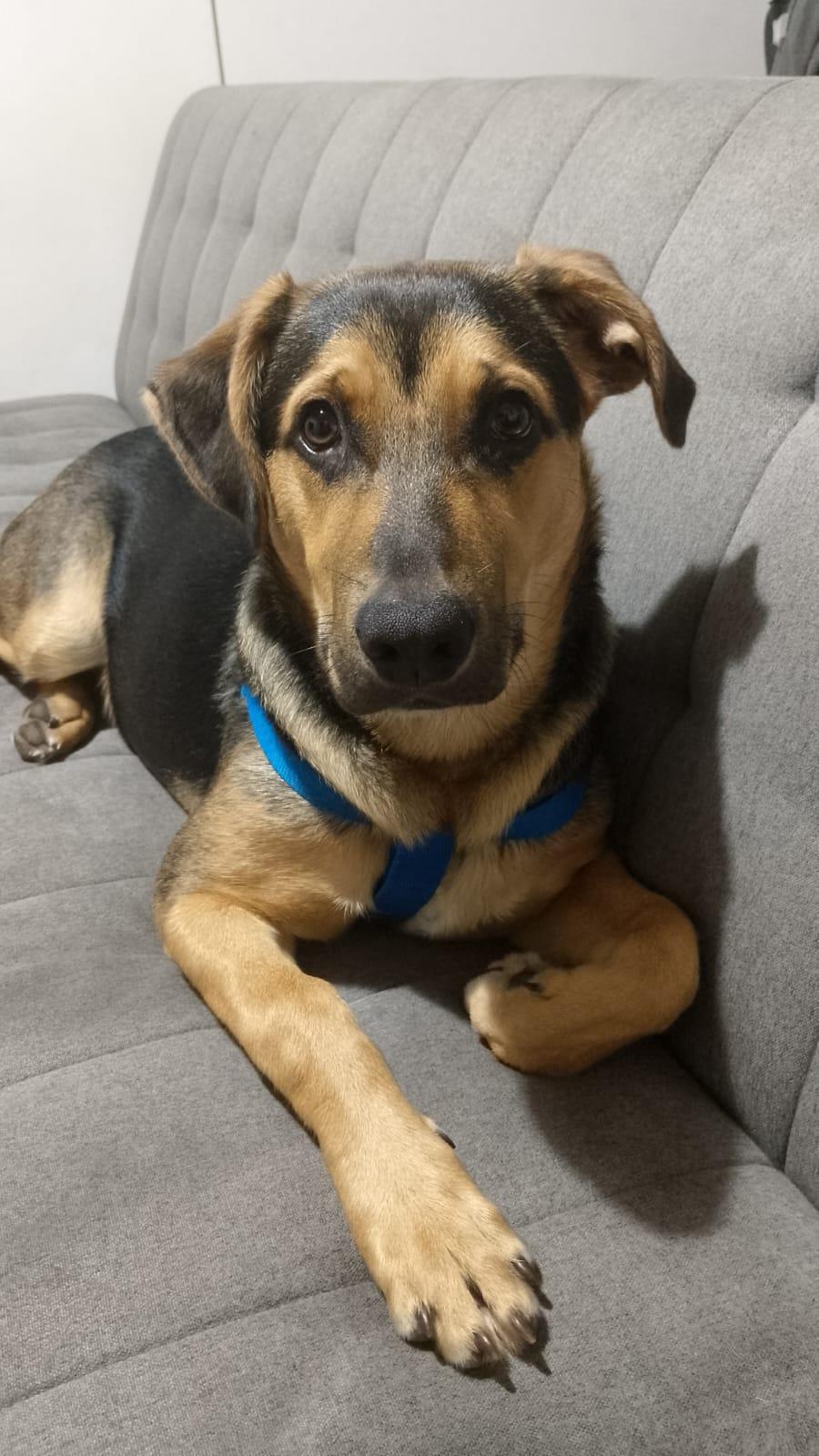 BARTOLO