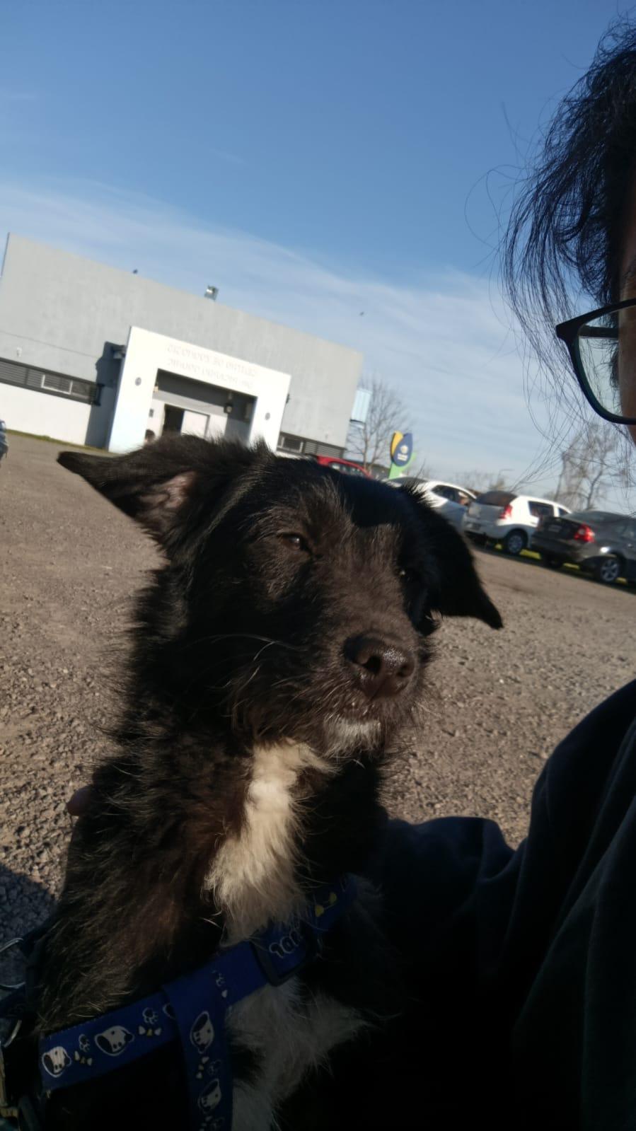 LILA