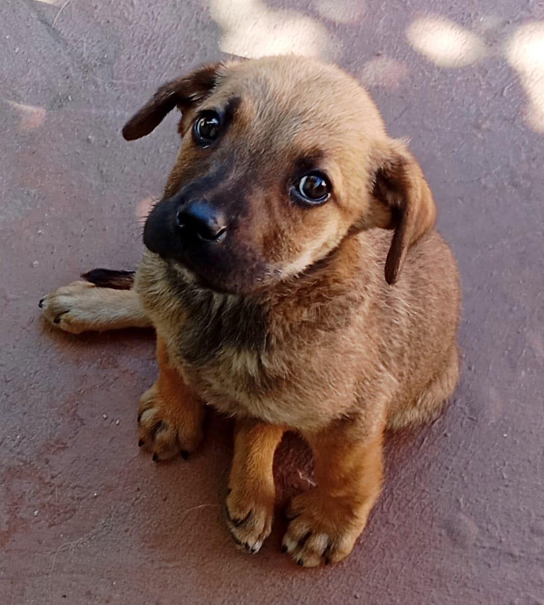 BOLITA