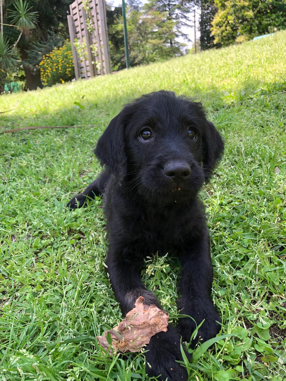 LUIS