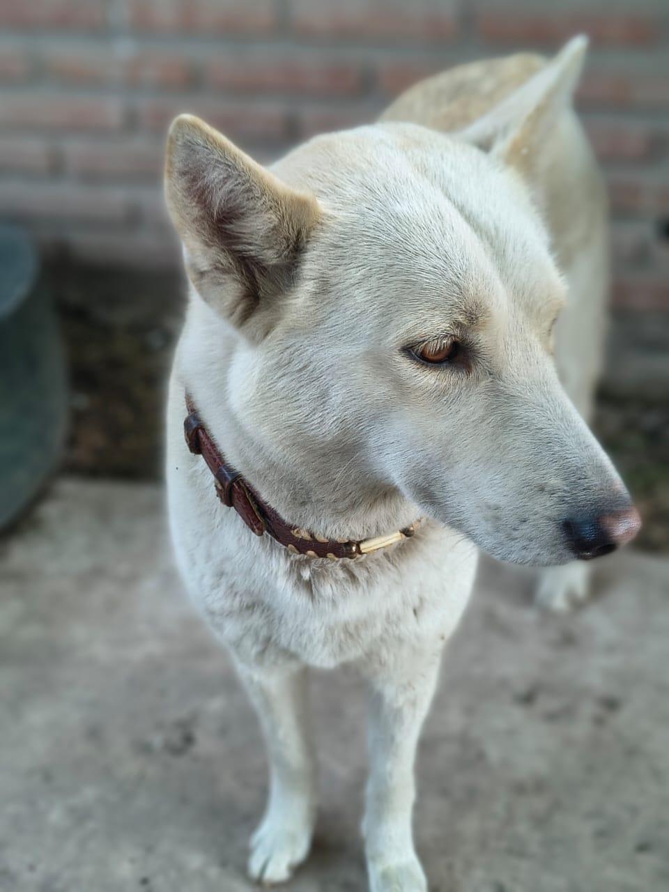 GEMMA