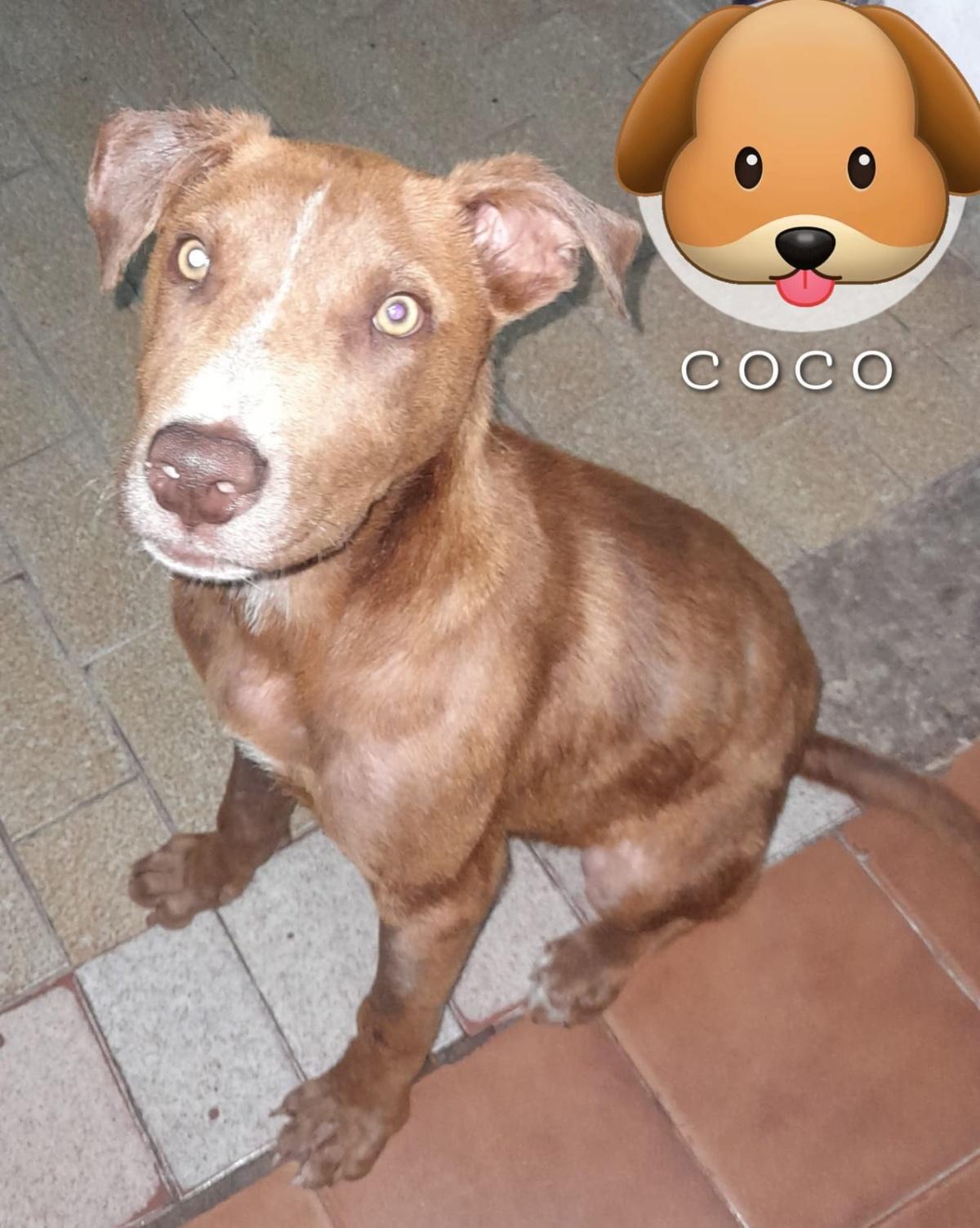 COCO