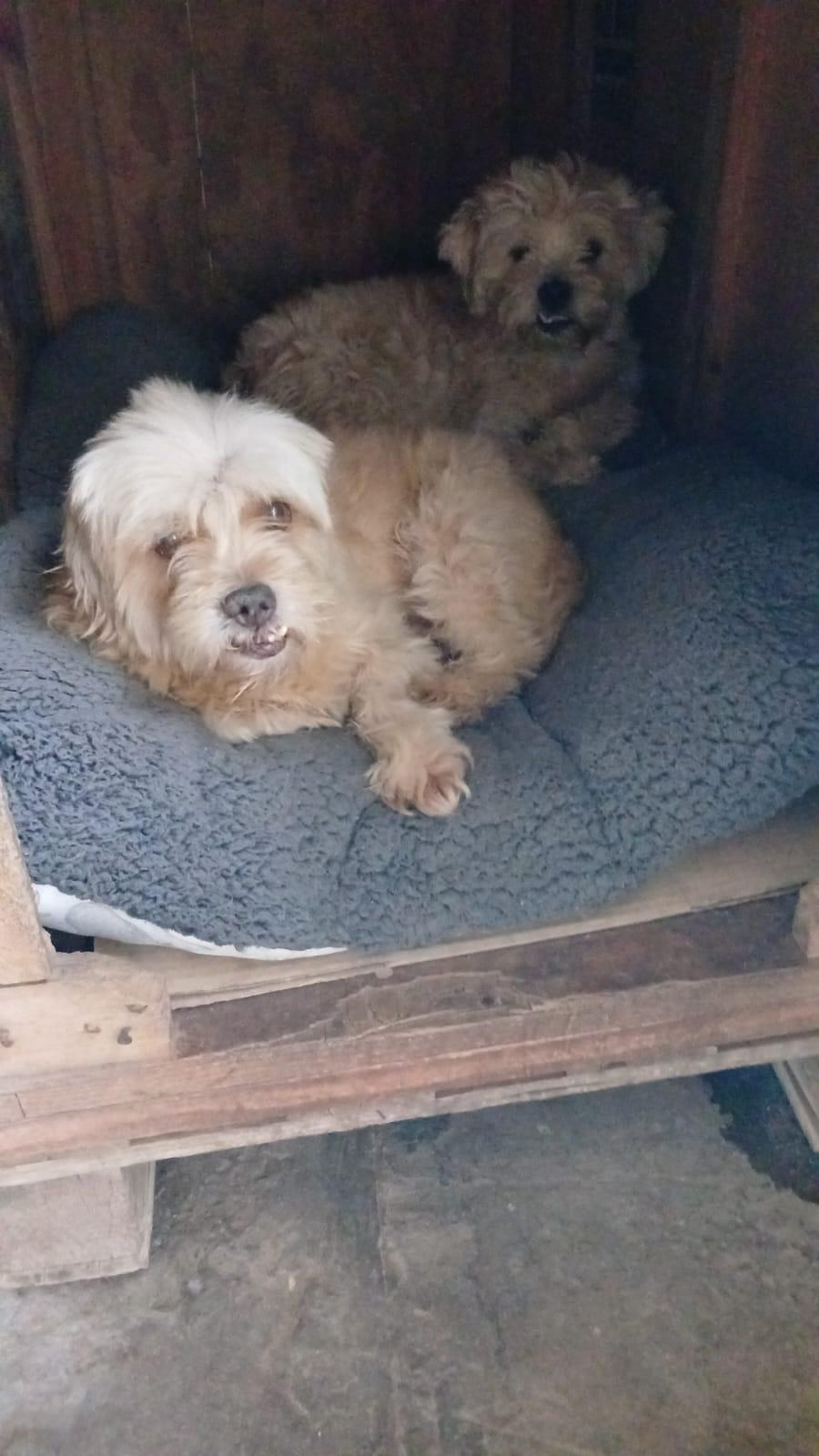 GROUCHO MARX y HARP MARX