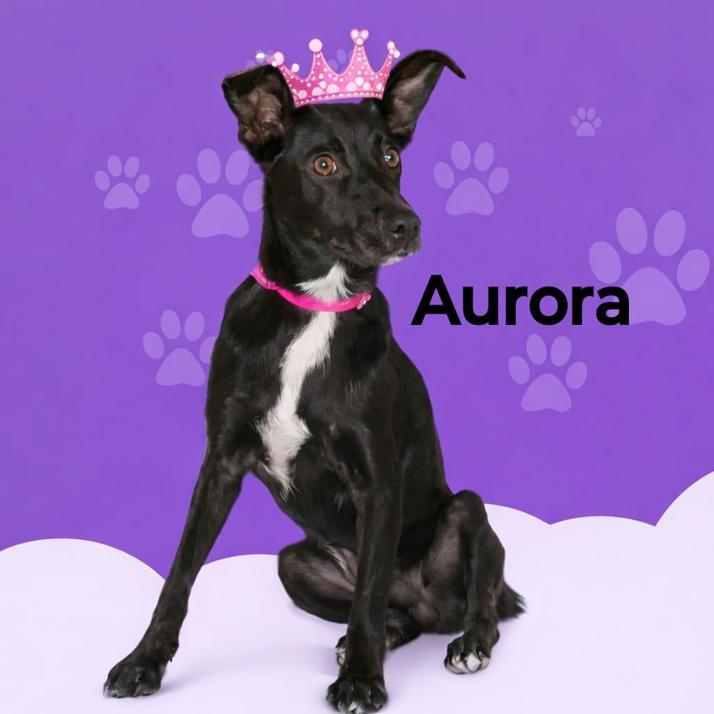 AURORA