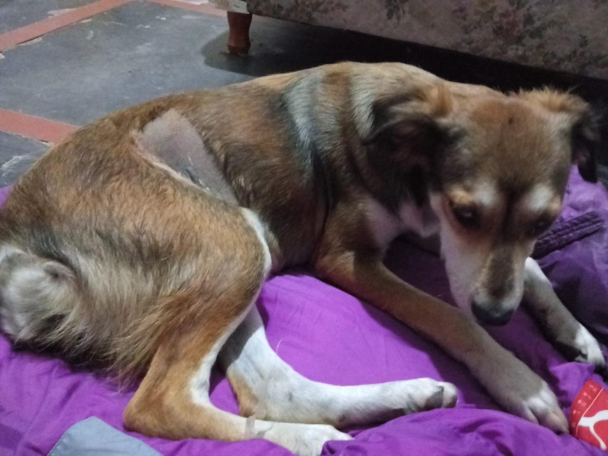 QUILA QUINA QUILA QUINA