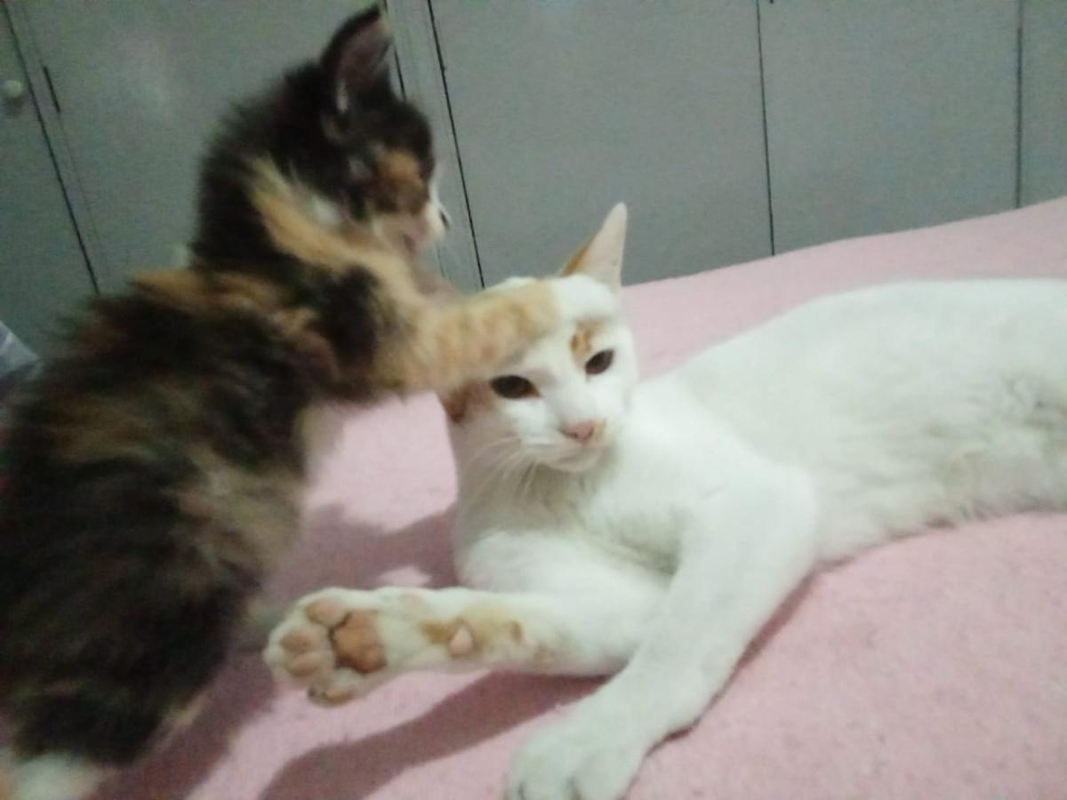 CURACAO y BOLIVIA CURACAO y BOLIVIA