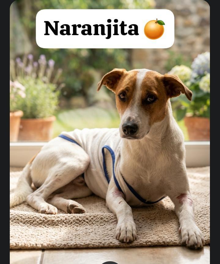 NARANJITA