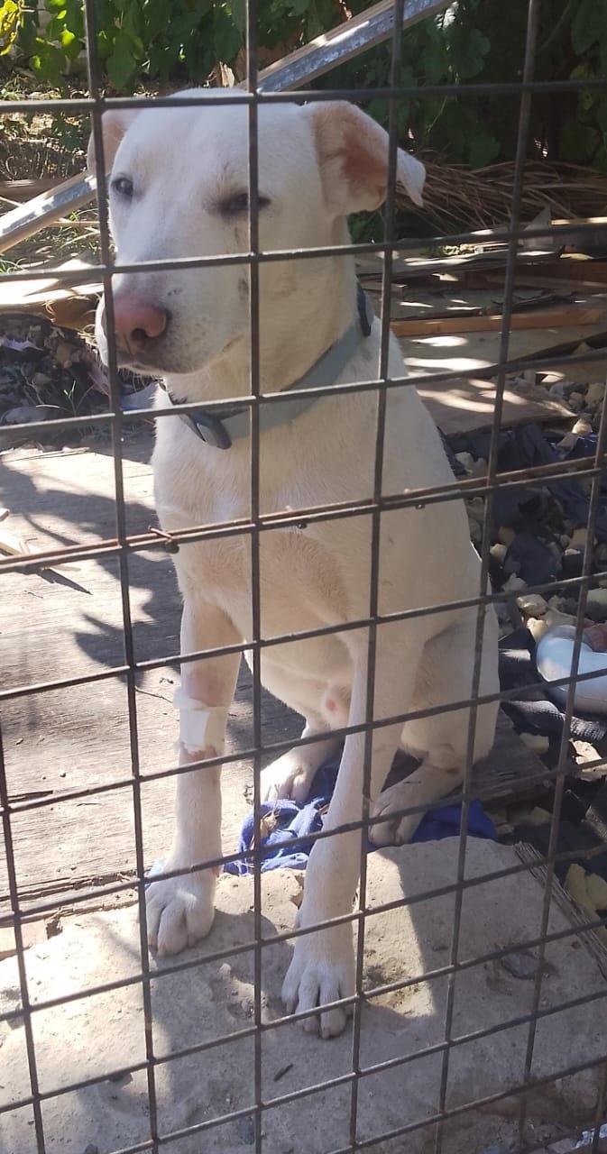 PACO