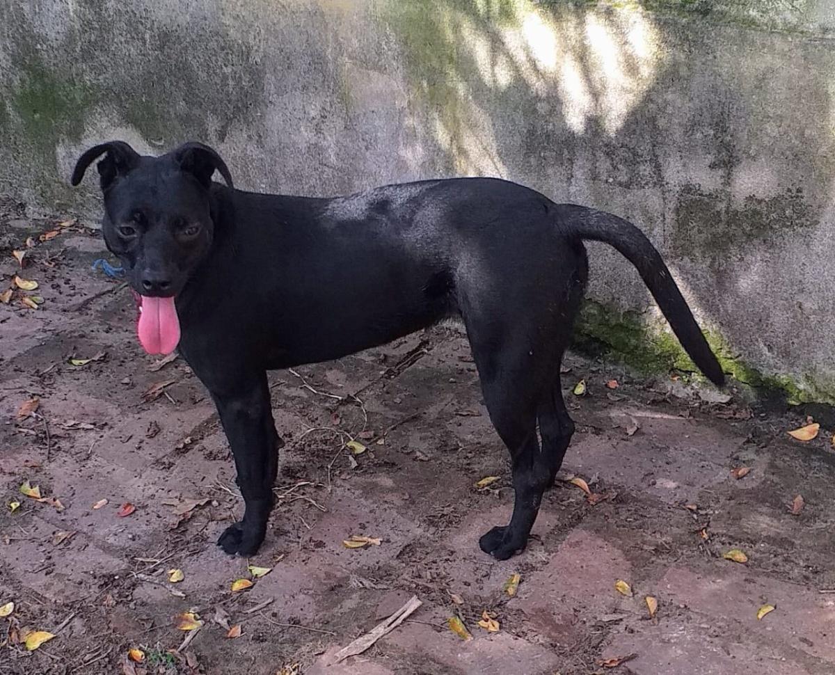 FIACA