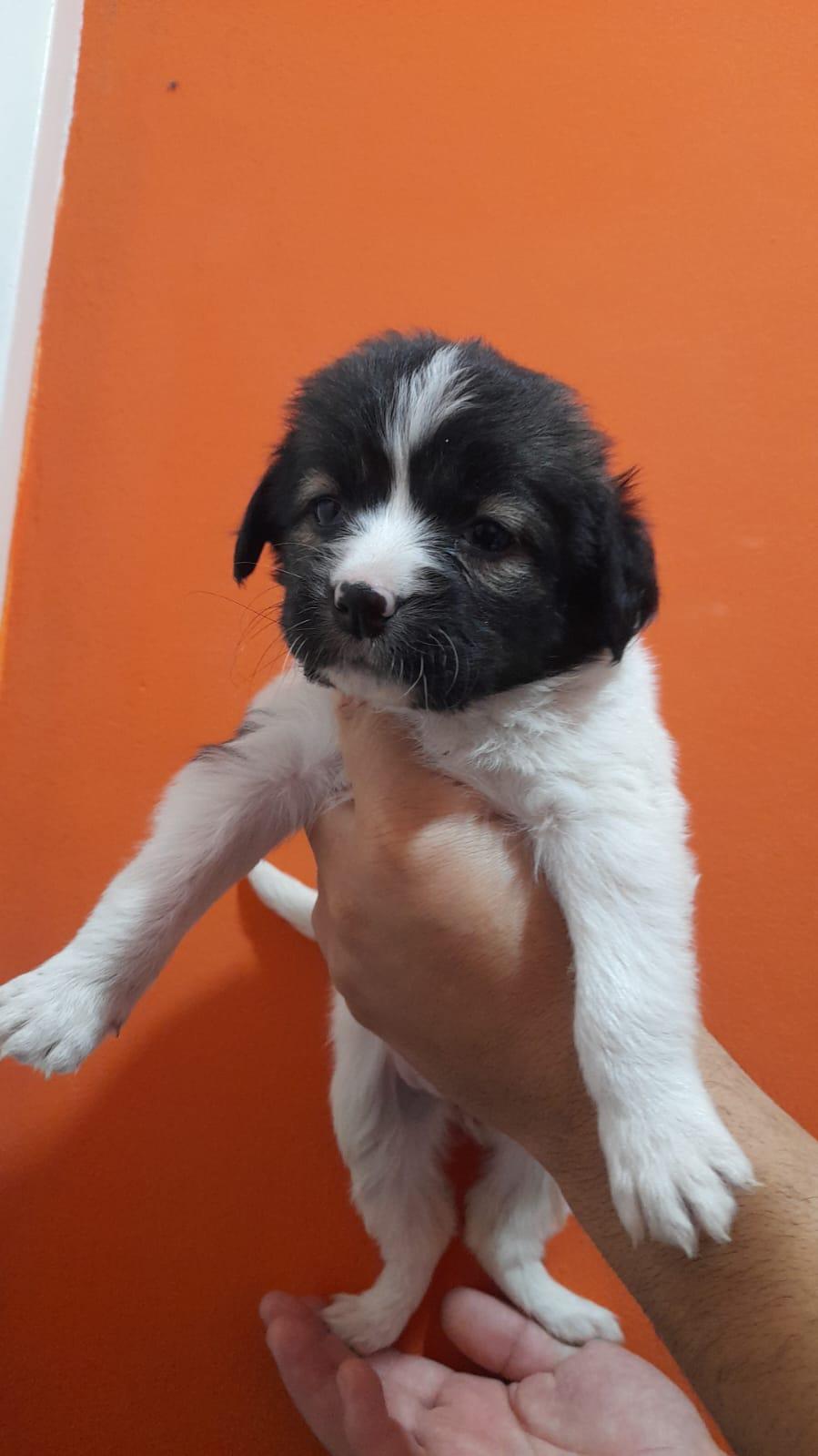 SERAPHINA