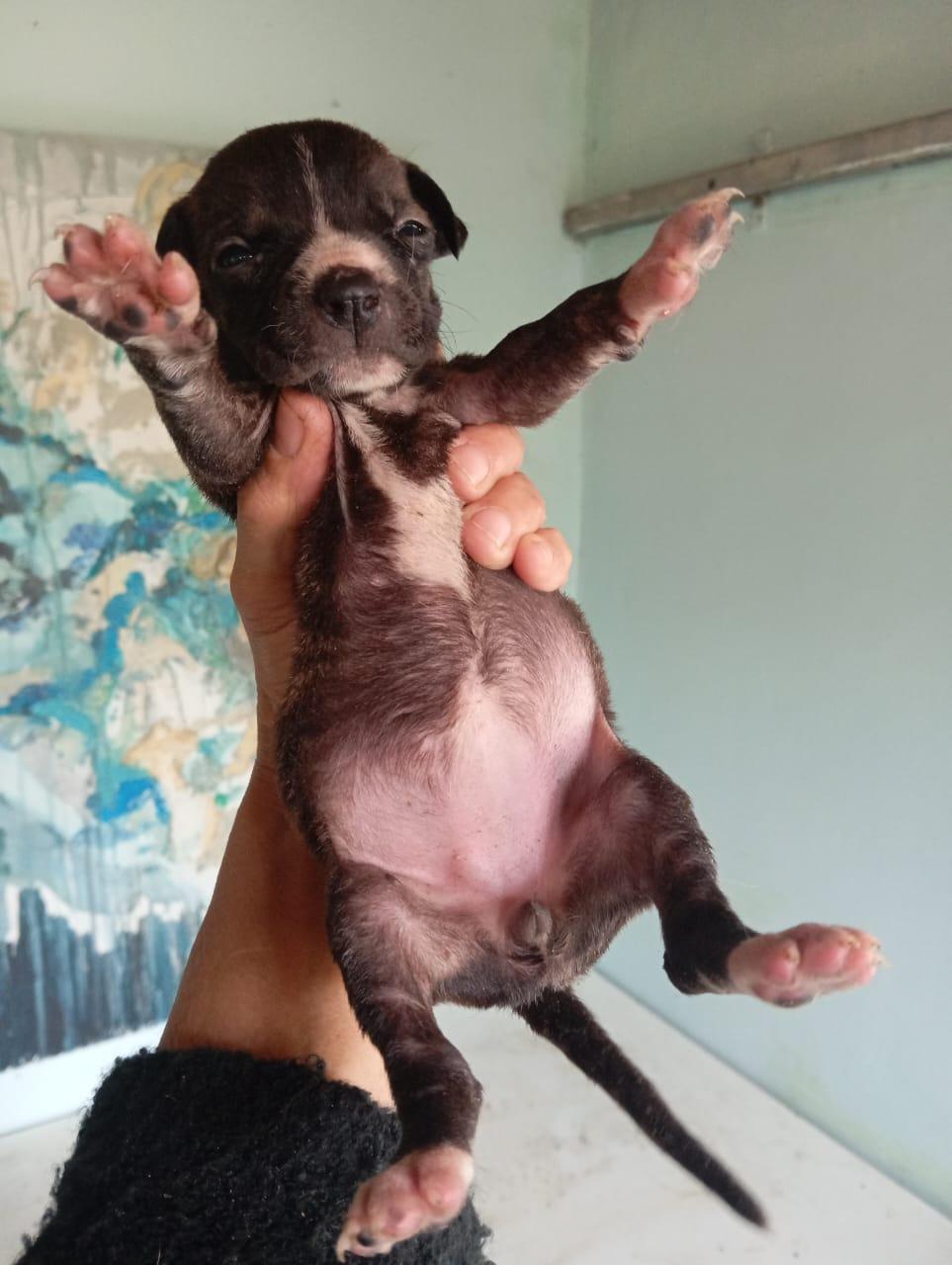 ESTRELLA