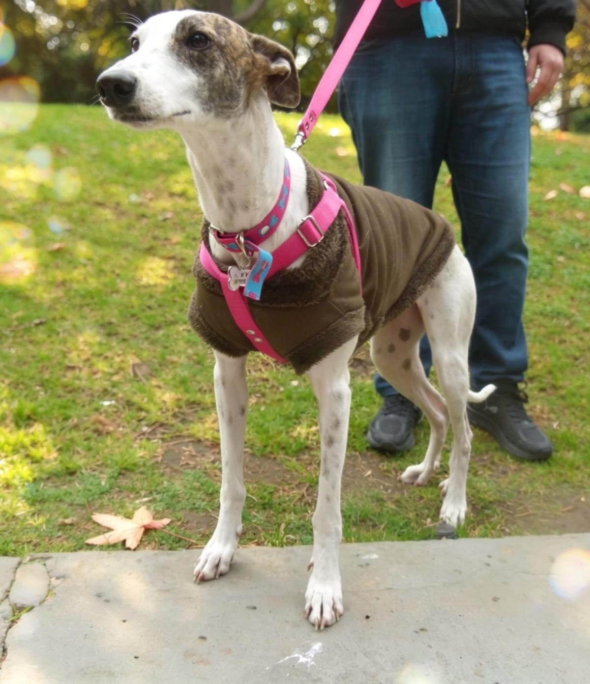 EVA EVA