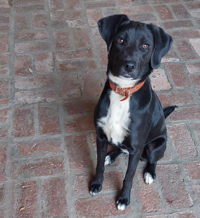 PERLA