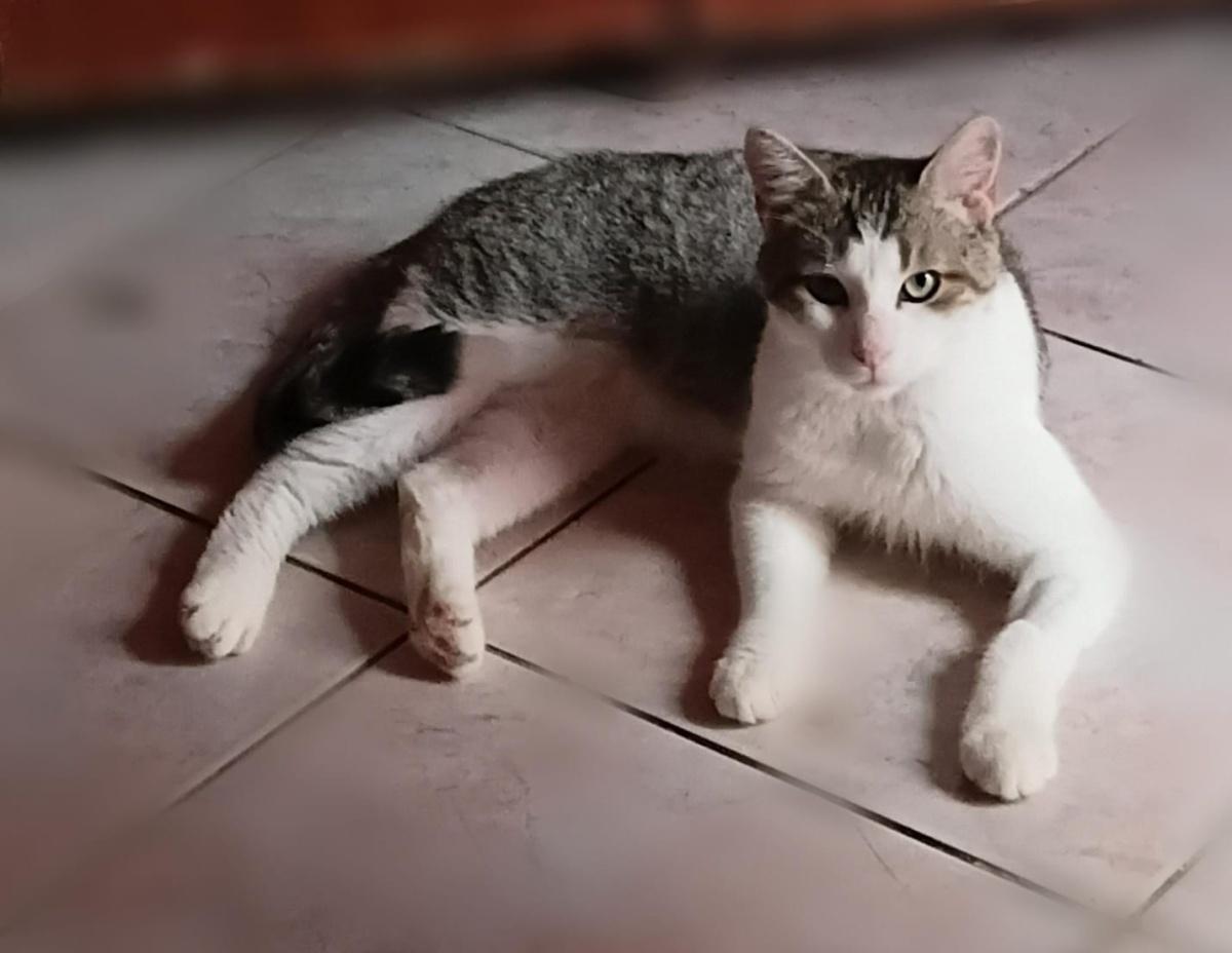TEOBALDO