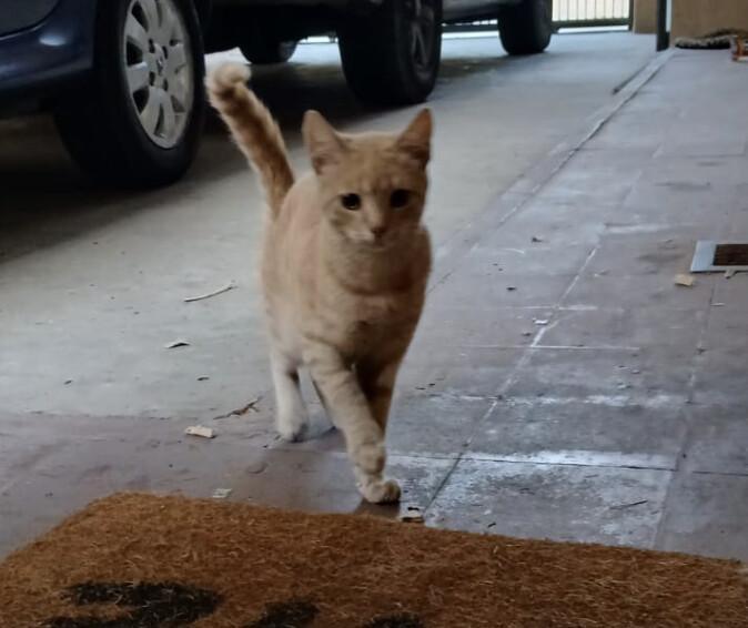 VICTOR 
