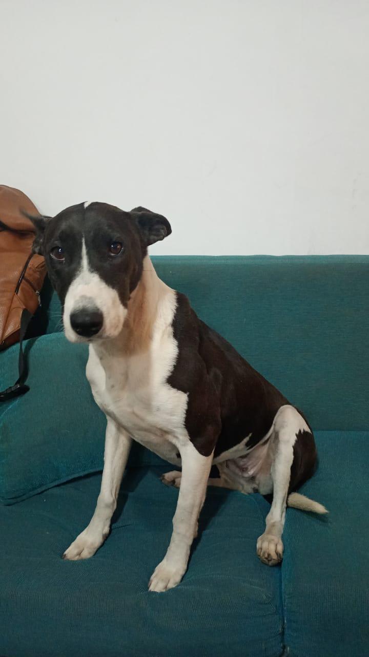 TROYA