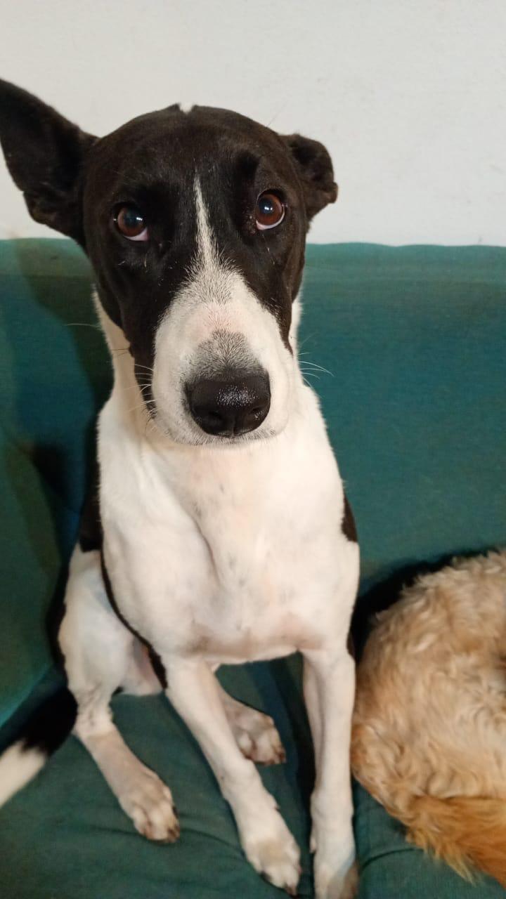 TROYA