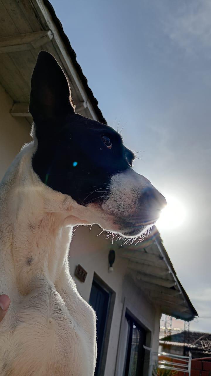 TROYA