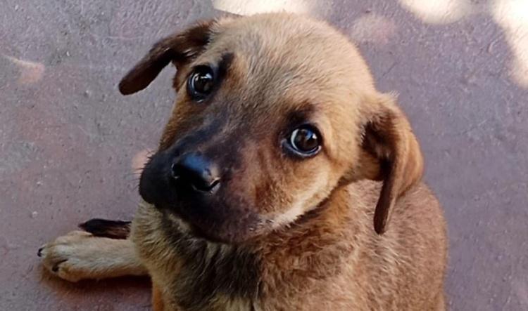 BOLITA