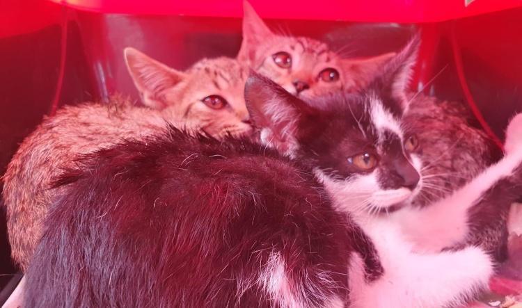 PAPALOTA, COMETA y BARRILETE