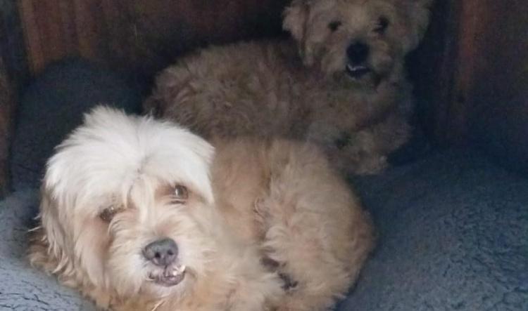 GROUCHO MARX y HARP MARX