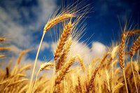 La FAO met en garde contre une crise alimentaire majeure et infos Monde