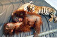Deux bébés tigres adoptés par une chienne et autres infos