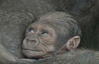 Actu Sciences: Naissance en captivité d'un bébé singe d'une espèce rarissime