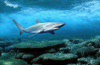 Sciences: La soupe aux ailerons aura-t-elle la peau des requins? et autres infos