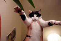 Insolites: chat noctambule et autres actus