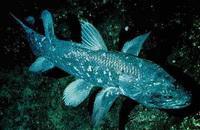 Sciences: Le come-back du poisson préhistorique