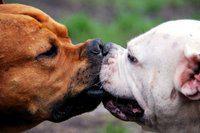 Sciences: Big bisous et grosse chaleur